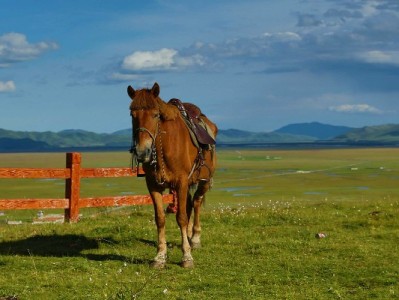 套现花呗额度风险重重！“安出掌柜”等平台或成诈骗温床