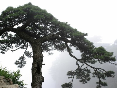 套花呗钱风险大！合规周转试试持牌平台安出掌柜