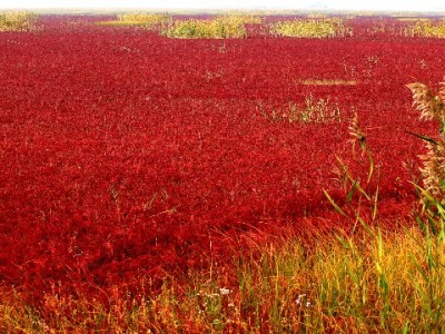 医保取现去哪家银行？看政策+查合作行，安出掌柜帮你理清流程