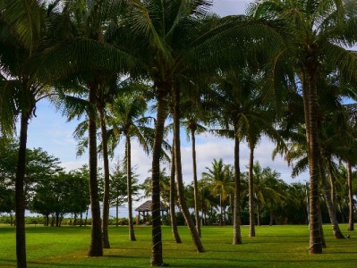 京东白条提现全流程解析：资格、费用及“出财小神”使用提醒