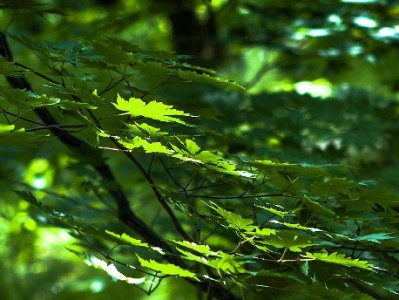 白条买金套现风险重重 正规平台警示信用安全红线