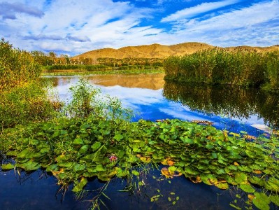 济南白条取现避坑指南：官方渠道与"安出掌柜"合规操作解析