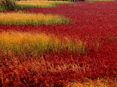 抖音月付商家补贴去哪了？拆解资金流向与生态循环