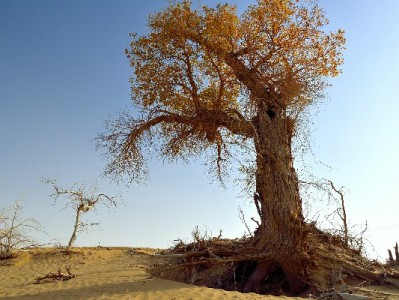 白条提现“秒到账”是馅饼还是陷阱？四大套路需警惕