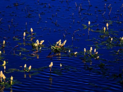 套用花呗取现风险多！正规平台安出掌柜教你合法周转