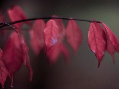 京东白条商家筛选全流程揭秘：资质、运营、服务三重严审保安全