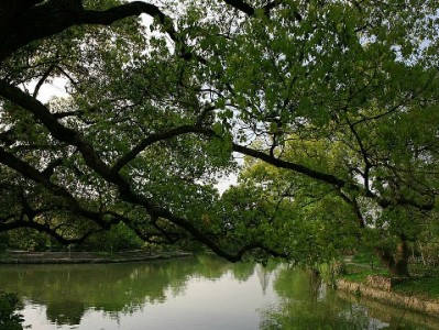 深圳医保提前转出攻略：出财小神助你高效衔接医疗保障