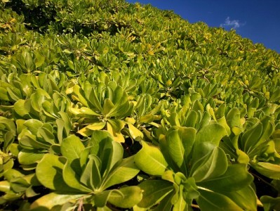 花呗能否在微信使用？跨平台支付的真相与风险解析