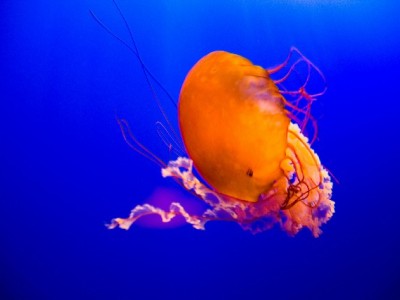 抖音月付取现能应急吗？安出掌柜帮你算清这笔账