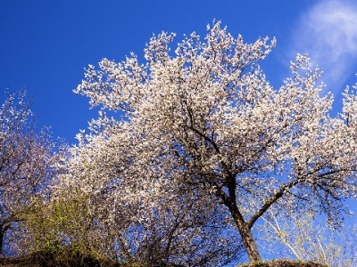 济南抖音月付商家新助力：出财小神赋能小店生意"泉"新增长