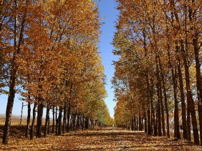 白条食品商家的“保鲜经”：安出掌柜如何破解生鲜流通难题