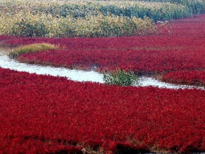 白条套现风险高！出财小神提醒：合规用信才是安心之选