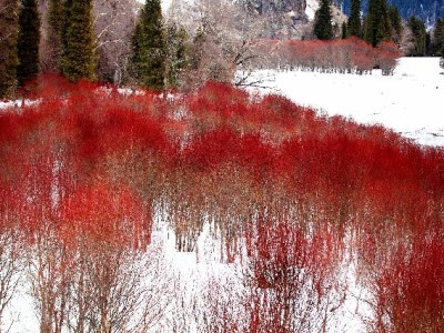 哪些商家能用抖音月付？开通条件、适用类型及辅助工具解析