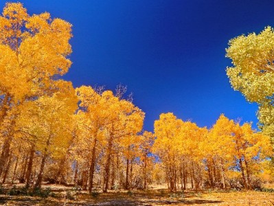 京东白条取现额度变动别慌！三大原因+应对攻略全解析