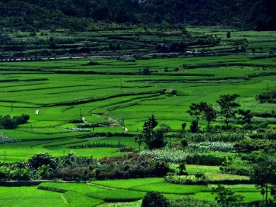 商家白条补贴成小微“周转利器” 安出掌柜助力小生意稳经营