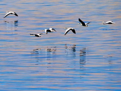 花呗套现可行吗？五大风险揭露：从封账到法律责任全解析