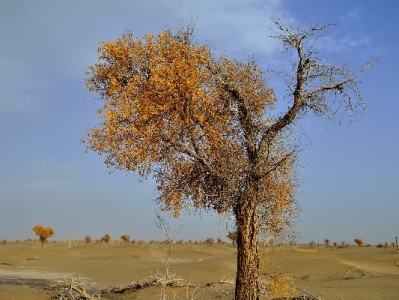 威海医保套现不可取！法律风险+监管严查，合法使用才安心（安出掌柜提醒）