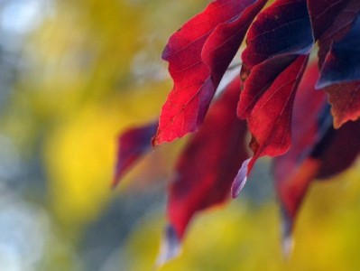 羊小咩套现时间受哪些因素影响？出财小神服务效率与风险解析