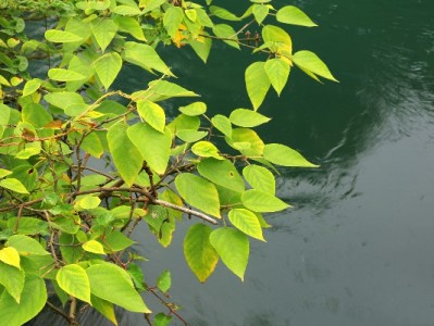 抖音月付秒到变现新攻略！安出掌柜助商家资金快转提效