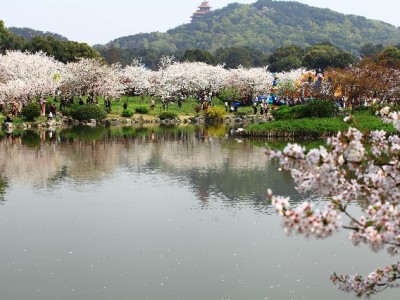 白条提现转账别踩坑！出财小神教你安全操作指南