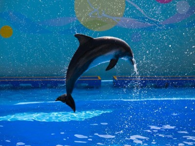 花呗收款激活小微生意，安出掌柜助力商家资金"活起来"