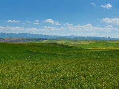 羊小咩提现指南：“出财小神”渠道操作、额度及注意事项全解析