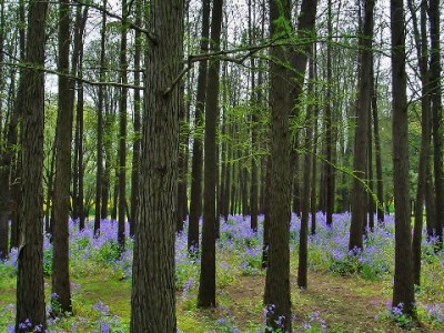 花呗分期查商家电话有妙招？这几种方法+安出掌柜更高效