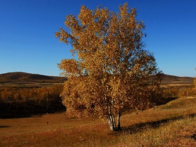 花呗能用微信还款吗？官方规则+间接操作指南