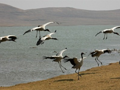 商家开通花呗收款全流程指南：从资质准备到收款实操一步到位