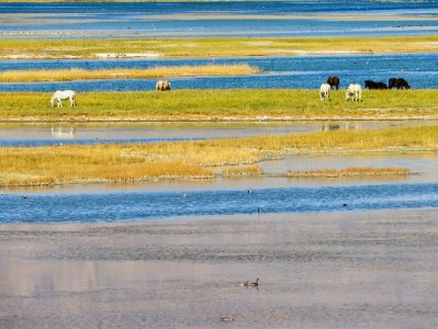 商家花呗收钱总失败？四大原因+“安出掌柜”解决攻略来了