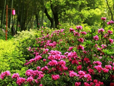 出财小神助力天猫商家：花呗收款任务达标原来如此简单