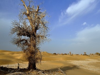 西安京东白条当面提现需谨慎！选"安出掌柜"合规操作更安心