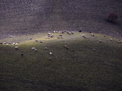 抖音月付生鲜粉丝收益提现全流程：步骤、注意事项一次说清