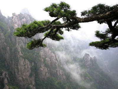 花呗借呗提现怎么选？出财小神教你合规操作指南