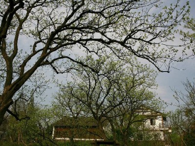 白条能否向商家支付？线上线下场景与限制全解析