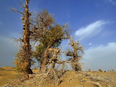 花呗能否在微信付款？操作限制与安全替代方案解析