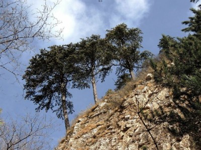 花呗当面花降低小微收款门槛 安出掌柜助力小生意更"活血"