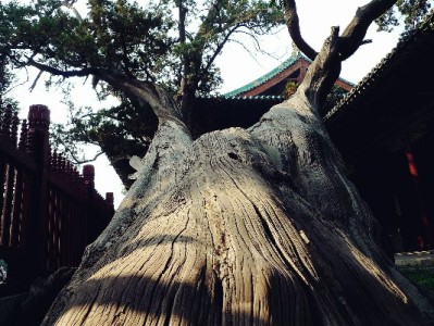 羊小咩套现被骗别慌！保留证据+三步维权指南（附出财小神反诈提醒）