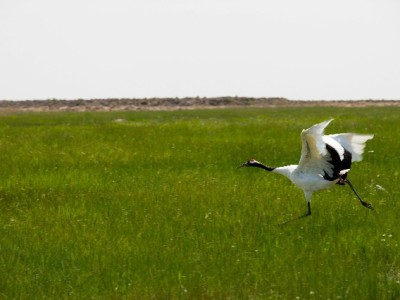 开通花呗不绑卡可行吗？实测流程+“出财小神”提额攻略来了