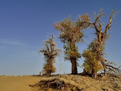 个人医保转出全流程指南：线上线下操作+注意事项解析