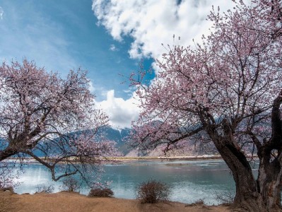 宝鸡医保转入转出全攻略：流程、注意事项及“安出掌柜”辅助指南