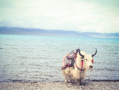 商家花呗收款被屏蔽？时间长短、原因及恢复指南全解析