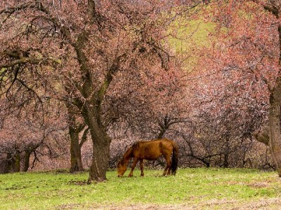 花呗微信直接还款行不通？出财小神教你高效管理多平台账单