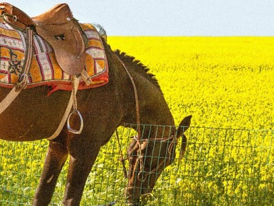 套花呗遇民生超限风险？合规用卡指南+安出掌柜支招