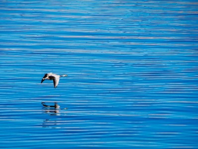 抖音月付无取现入口别慌！安出掌柜或能解周转难题