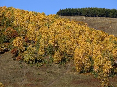 京东白条套现可行吗？这些风险可能让你“钱信两空”