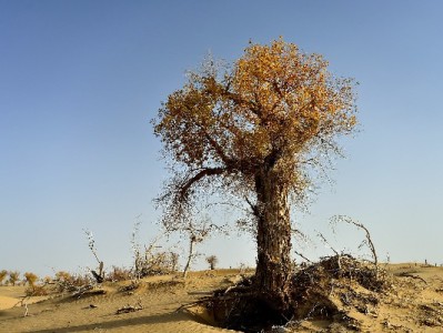 花呗套现600元“救急”？这些风险可能让你追悔莫及