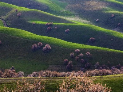 京东白条提现还款攻略：官方操作+安出掌柜辅助更省心