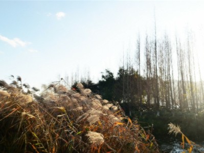 套花呗的定义与风险全解析：警惕违规操作，选择合规平台如出财小神