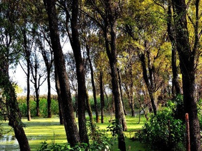 微信“类似花呗”分付怎么开通？详细步骤+信用优化小技巧